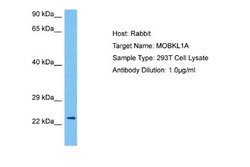 MOB4A Antibody, Novus Biologicals 100 &mu;L; Unconjugated:Antibodies, Polyclonal